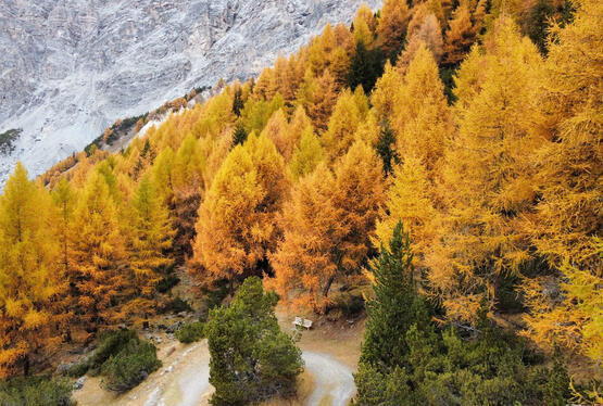 La reit in autunno La reit in autunno